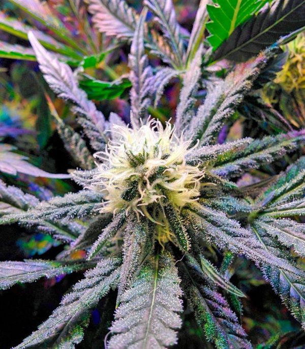 Семена сорта Sweet Soma (00 Seeds) — изображение 4