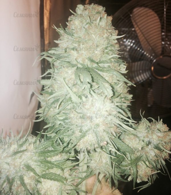 Семена сорта Sweet Soma (00 Seeds) — изображение 5