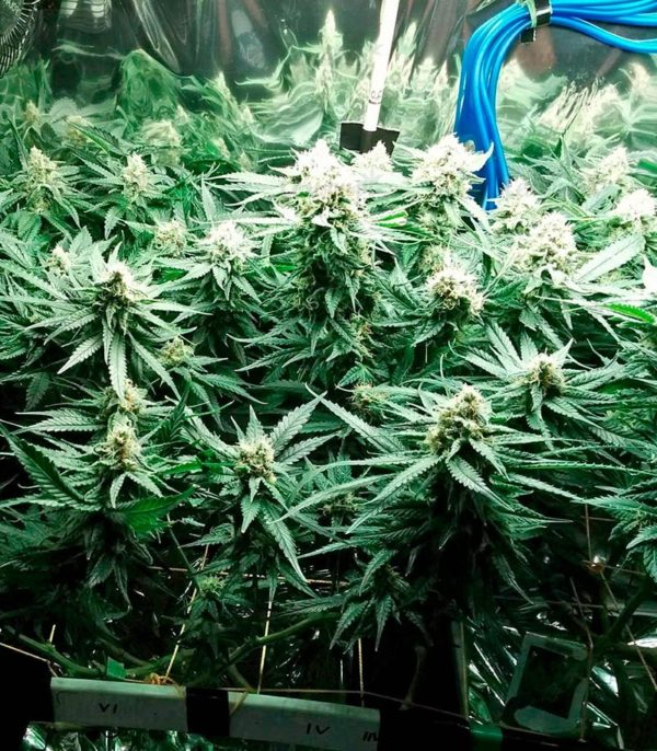 Семена сорта Sweet Soma (00 Seeds) — изображение 6