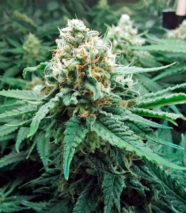 Семена сорта Sweet Soma (00 Seeds) — изображение 7