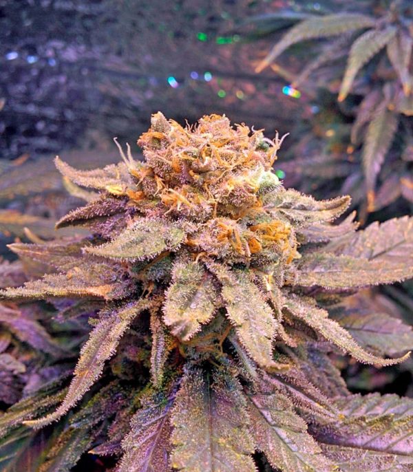 Семена сорта Sweet Soma (00 Seeds) — изображение 8