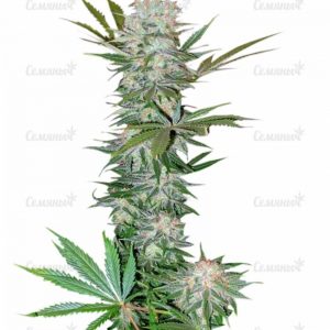 Семена сорта Glookies fem (Barney's Farm)