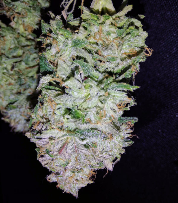 Семена сорта Jagg Kush (Delicious Seeds) — изображение 7