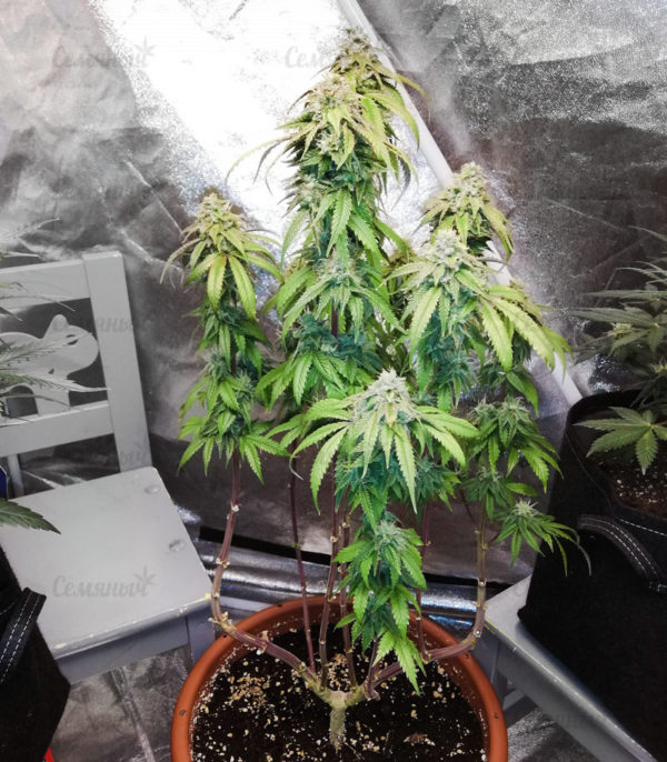 Семена сорта Jagg Kush (Delicious Seeds) — изображение 6