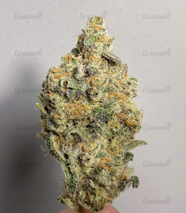 Семена сорта Jagg Kush (Delicious Seeds) — изображение 8