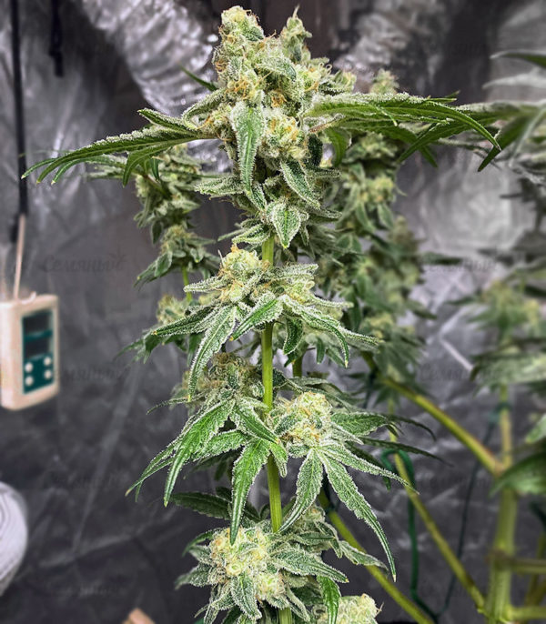 Семена сорта Jagg Kush (Delicious Seeds) — изображение 9
