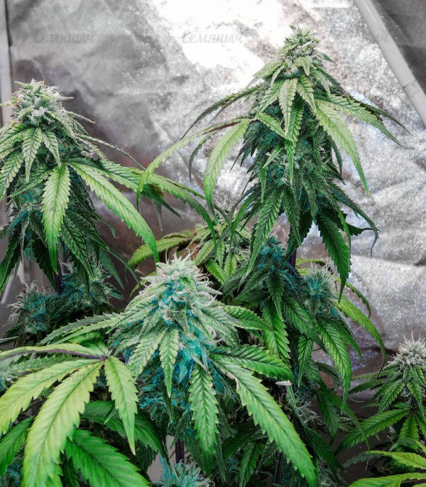Семена сорта Jagg Kush (Delicious Seeds) — изображение 5