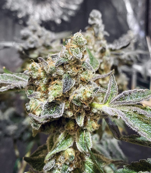 Семена сорта Jagg Kush (Delicious Seeds) — изображение 10