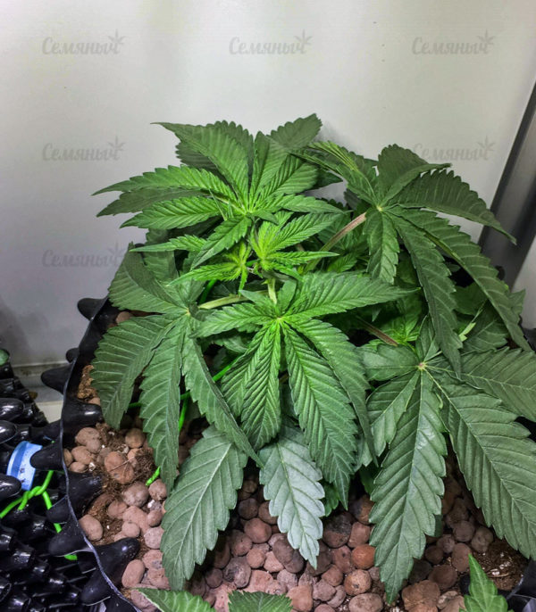 Семена сорта Jagg Kush (Delicious Seeds) — изображение 4