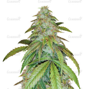 Семена сорта Jagg Kush (Delicious Seeds)