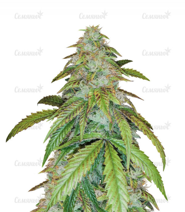 Семена сорта Jagg Kush (Delicious Seeds)