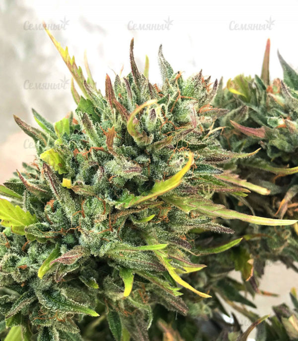 Семена сорта Kryptonite (Pyramid Seeds) — изображение 4