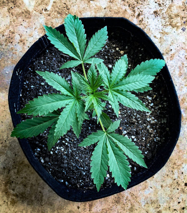 Семена сорта Kryptonite (Pyramid Seeds) — изображение 5