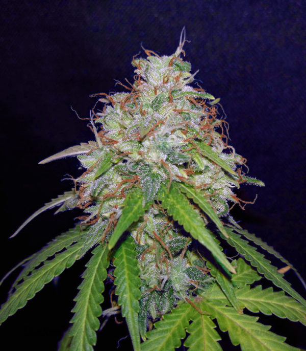 Семена сорта Kryptonite (Pyramid Seeds) — изображение 2