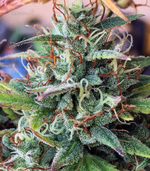 Семена сорта Kryptonite (Pyramid Seeds) — изображение 3