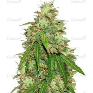 Семена сорта Kryptonite (Pyramid Seeds)
