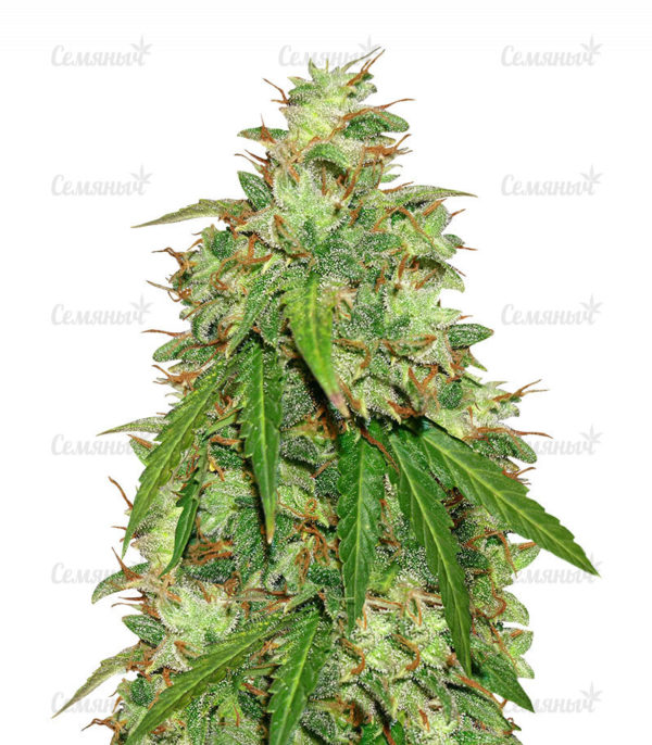 Семена сорта Kryptonite (Pyramid Seeds)