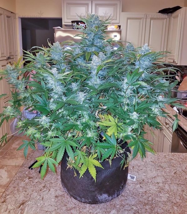 Семена сорта Gipsy Haze — изображение 6