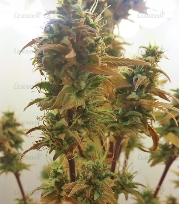 Семена сорта Gipsy Haze — изображение 7