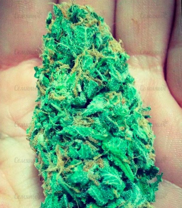 Семена сорта Fruit Punch Auto (Heavyweight Seeds) — изображение 4