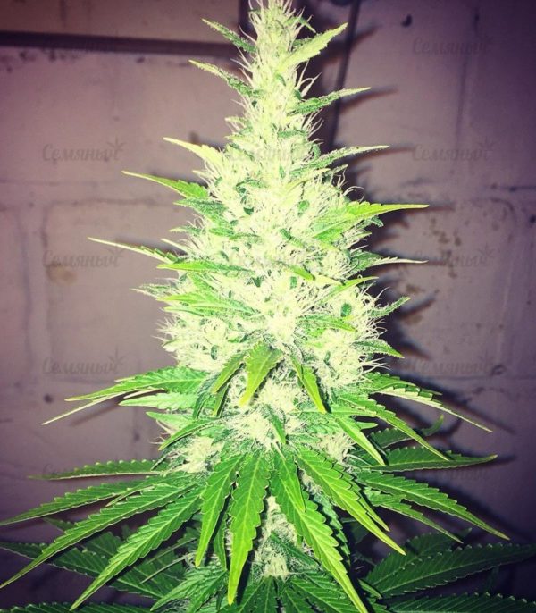 Семена сорта Fruit Punch Auto (Heavyweight Seeds) — изображение 5