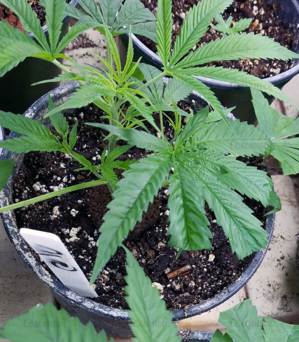 Семена сорта White Siberian (Dinafem Seeds) — изображение 6