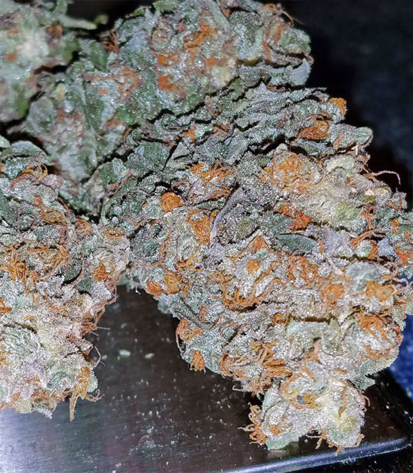 Семена сорта White Siberian (Dinafem Seeds) — изображение 4