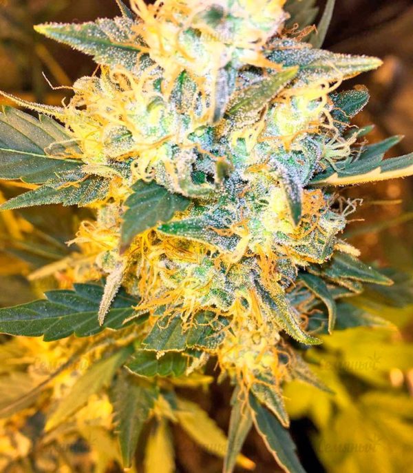 Семена сорта White Siberian (Dinafem Seeds) — изображение 5