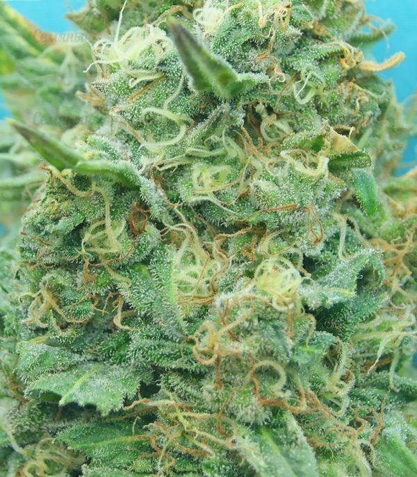 Семена сорта Lennon (Pyramid Seeds) — изображение 4