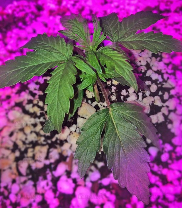 Семена сорта Lennon (Pyramid Seeds) — изображение 5