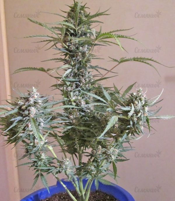 Семена сорта Lennon (Pyramid Seeds) — изображение 6