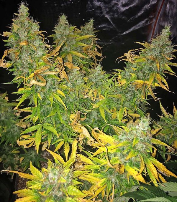 Семена сорта Lennon (Pyramid Seeds) — изображение 8