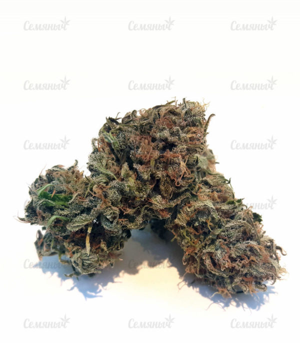 Семена сорта Raspberry Cough (Nirvana Seeds) — изображение 5