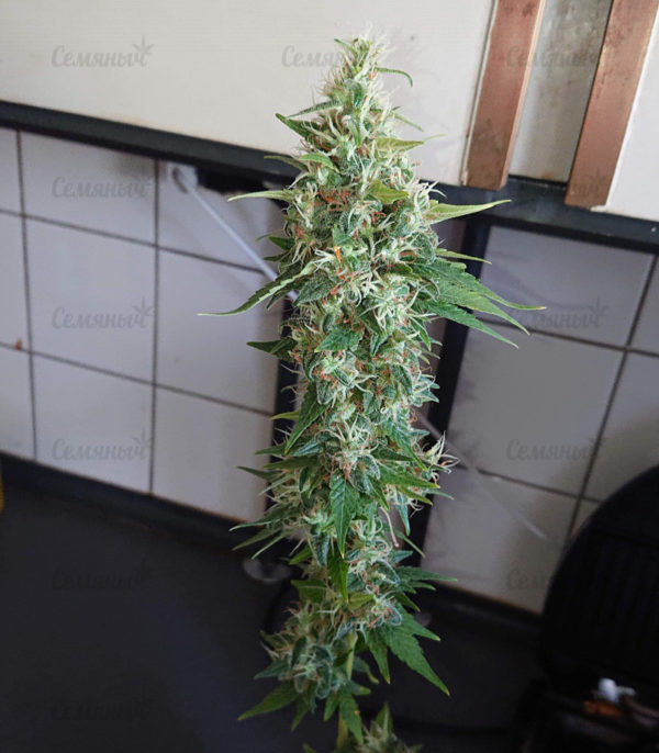 Семена сорта Raspberry Cough (Nirvana Seeds) — изображение 7