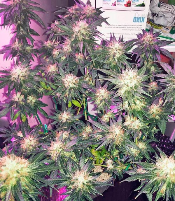 Семена сорта Raspberry Cough (Nirvana Seeds) — изображение 6