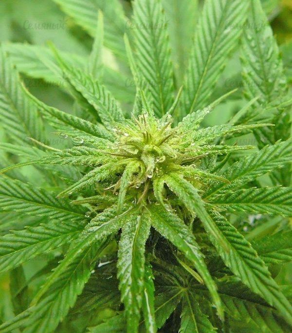 Семена сорта Fruit Autoflowering (Dinafem Seeds) — изображение 4