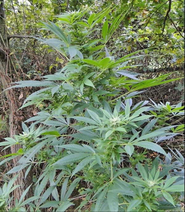 Семена сорта Fruit Autoflowering (Dinafem Seeds) — изображение 5