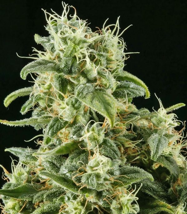 Семена сорта Fruit Autoflowering (Dinafem Seeds) — изображение 6