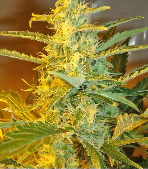 Семена сорта Fruit Autoflowering (Dinafem Seeds) — изображение 8