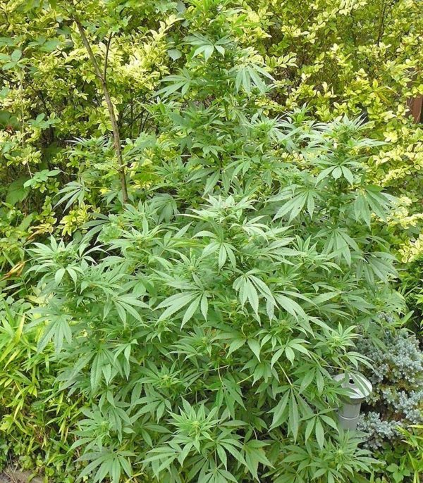 Семена сорта Fruit Autoflowering (Dinafem Seeds) — изображение 7