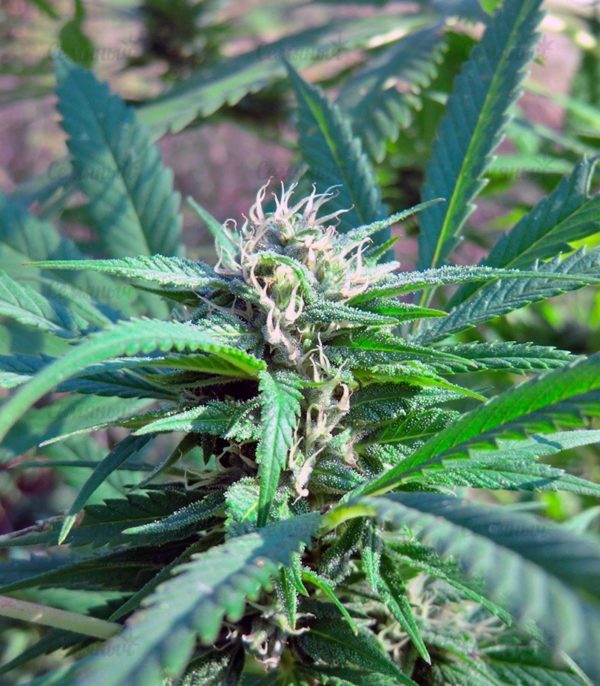 Семена сорта Auto Anesthesia (Pyramid Seeds) — изображение 5