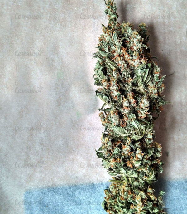 Семена сорта Aurora Indica (Nirvana Seeds) — изображение 6