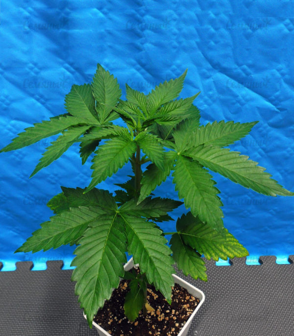 Семена сорта Aurora Indica (Nirvana Seeds) — изображение 8