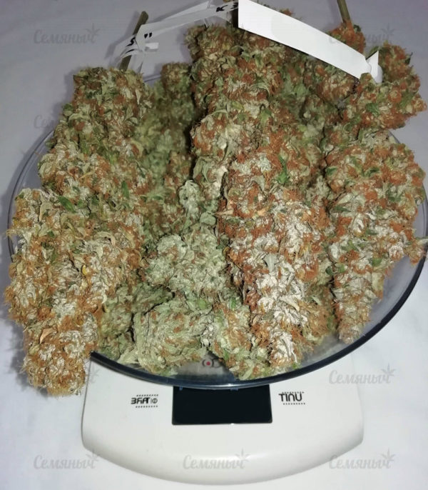 Семена сорта Aurora Indica (Nirvana Seeds) — изображение 4
