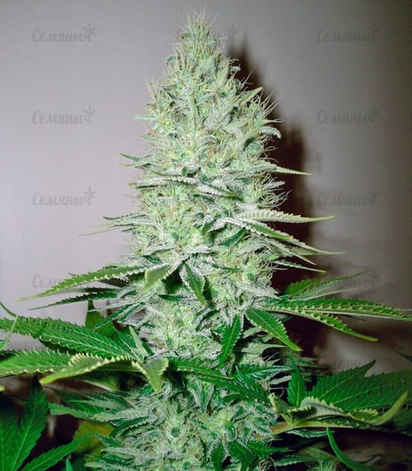 Семена сорта Tangie'matic auto (FastBuds) — изображение 5
