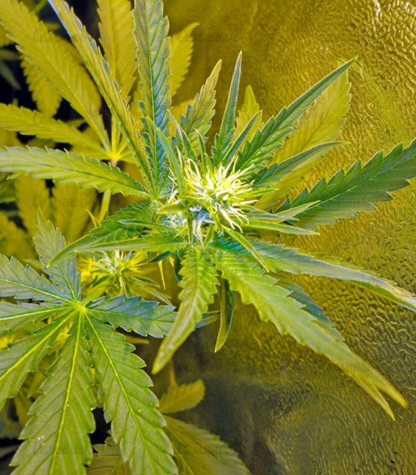 Семена сорта Easy Sativa (Female Seeds) — изображение 4