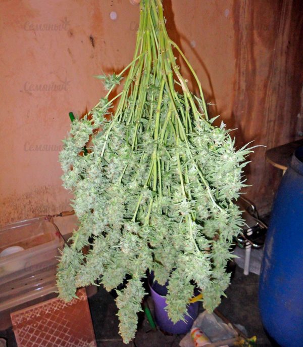 Семена сорта Easy Sativa (Female Seeds) — изображение 5