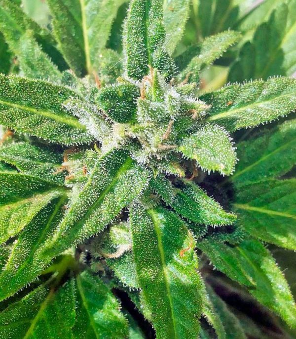 Семена сорта Easy Sativa (Female Seeds) — изображение 6