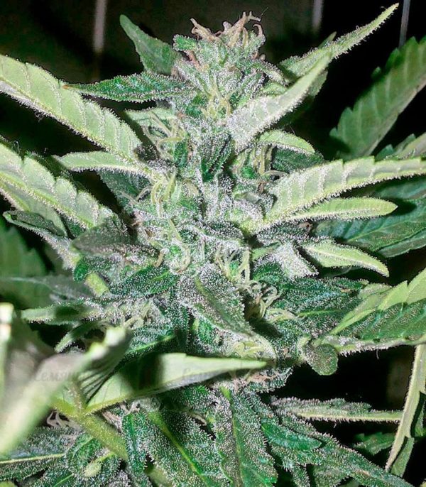 Семена сорта Easy Sativa (Female Seeds) — изображение 7