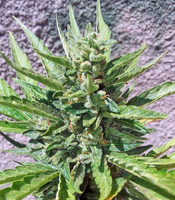 Семена сорта Easy Sativa (Female Seeds) — изображение 8